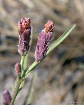 Image of lettuce wirelettuce