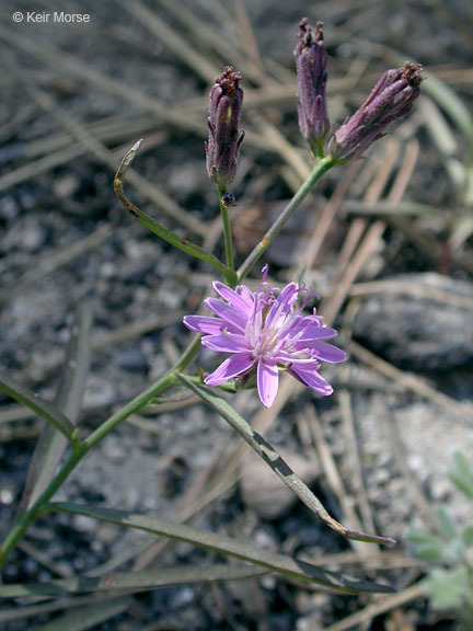 Image of lettuce wirelettuce