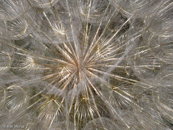 Image of yellow salsify