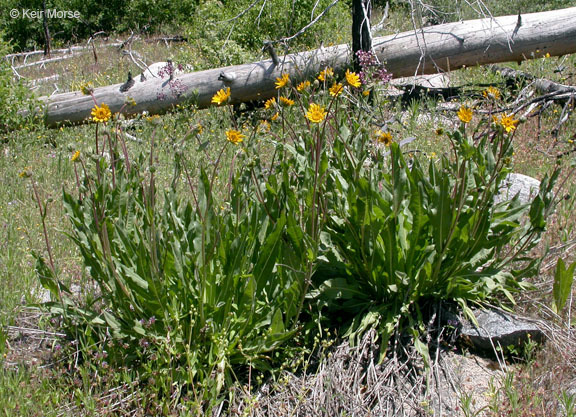 Wyethia angustifolia (DC.) Nutt. resmi