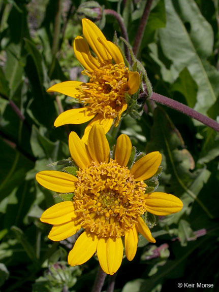 Wyethia angustifolia (DC.) Nutt. resmi