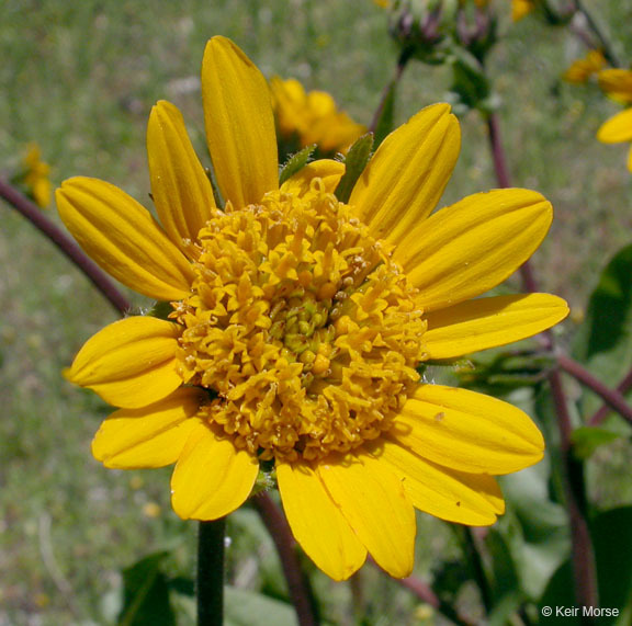 Wyethia angustifolia (DC.) Nutt. resmi