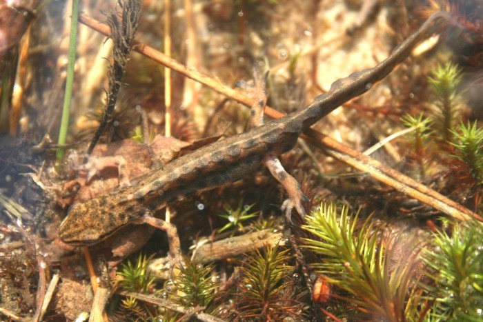 Image of Smooth Newt