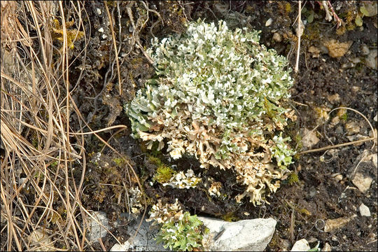 Image of Cladonia foliacea (Huds.) Willd.