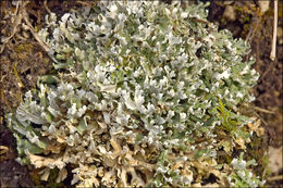 Image of Cladonia foliacea (Huds.) Willd.