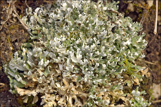 Слика од Cladonia foliacea (Huds.) Willd.