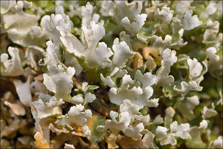 Image of Cladonia foliacea (Huds.) Willd.