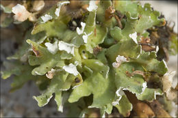 Image of Cladonia foliacea (Huds.) Willd.