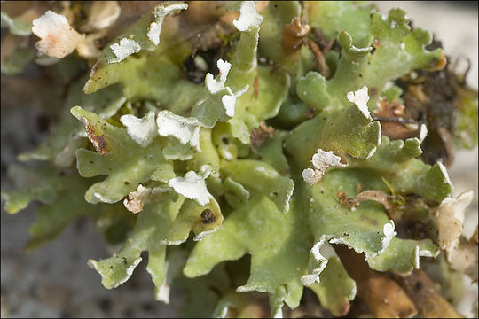 Imagem de Cladonia foliacea (Huds.) Willd.