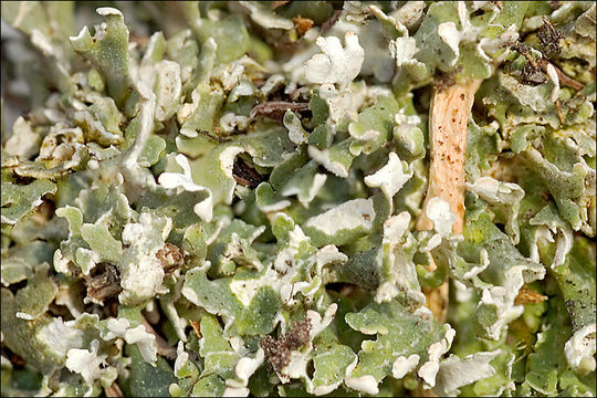 Image of Cladonia foliacea (Huds.) Willd.
