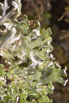 Image of Cladonia foliacea (Huds.) Willd.