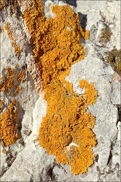 Image of Xanthoria calcicola Oxner