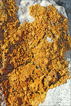 Image of Xanthoria calcicola Oxner