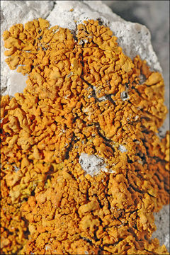 Image of Xanthoria calcicola Oxner