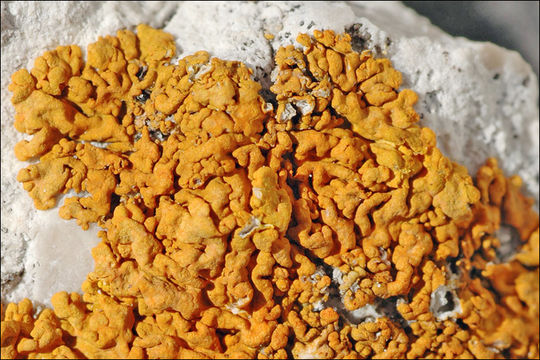 Image of Xanthoria calcicola Oxner