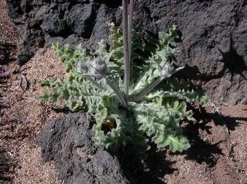 Image of thistle sage