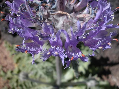 Image of thistle sage