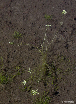 Image of Bolander's water-starwort