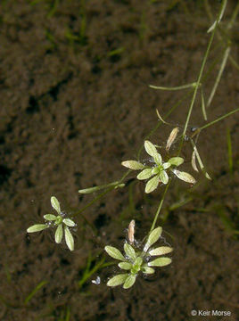 Sivun Callitriche heterophylla subsp. bolanderi (Hegelm.) Calder & Taylor kuva