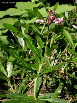 Image of pipsissewa