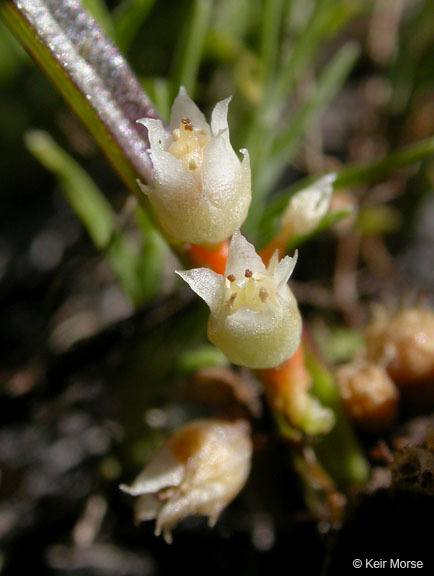 Image of chaparral dodder