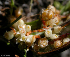 Image of chaparral dodder