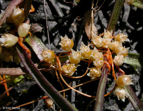 Image of chaparral dodder