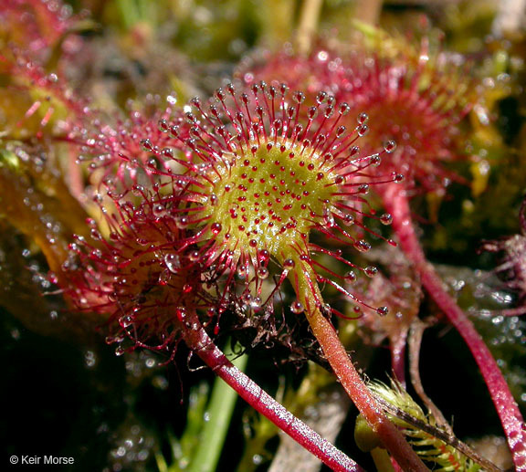 Image of Common Sundew