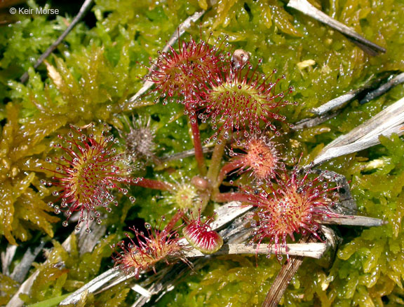 Image of Common Sundew