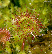 Image of Common Sundew