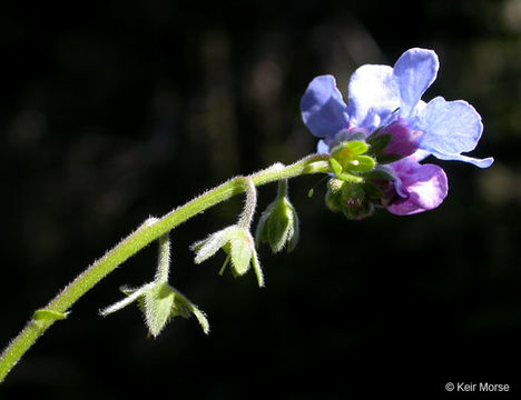 Image of velvet stickseed