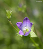 Image of Western Pearlflower