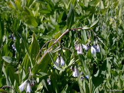 Image of tall fringed bluebells