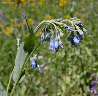 Image of tall fringed bluebells