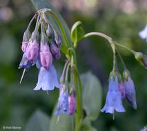 Image of tall fringed bluebells