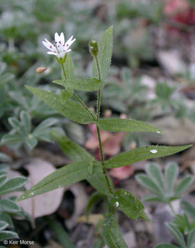 Image of tuber starwort