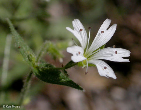 Image of tuber starwort