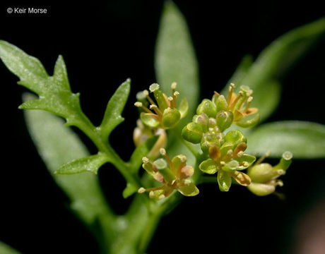 Image of curvepod yellowcress