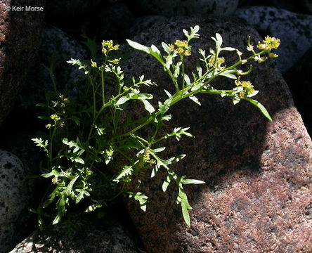 Image of curvepod yellowcress