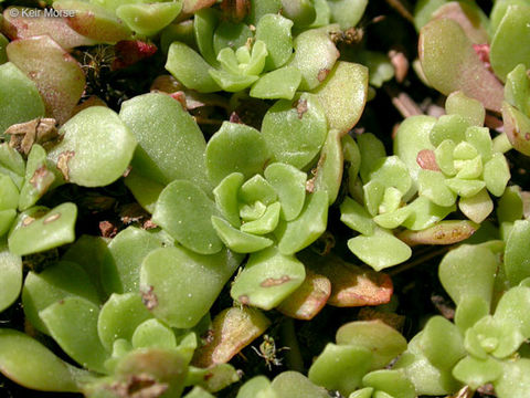 Imagem de Sedum spathulifolium Hook.