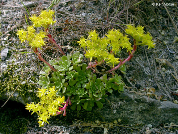 Imagem de Sedum spathulifolium Hook.