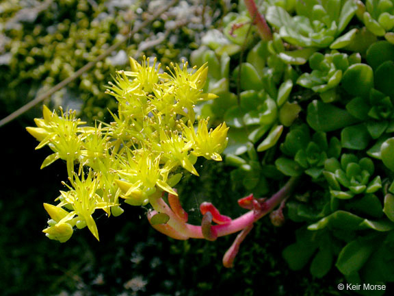 Imagem de Sedum spathulifolium Hook.