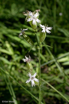 Image of Palmer's catchfly