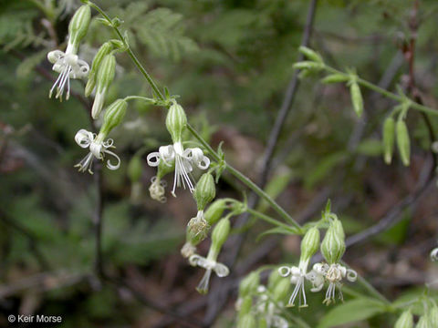 Imagem de Silene bridgesii Rohrb.