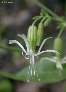 Image of Bridges' catchfly