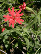 صورة Silene laciniata subsp. californica (Durand) J. K. Morton