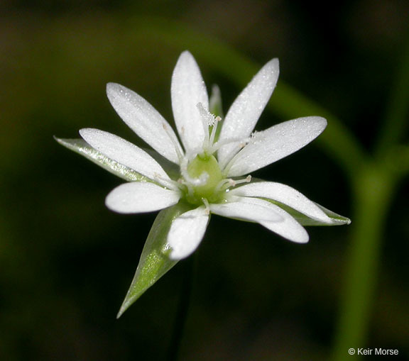 Image of Sitka starwort