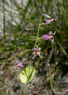 Imagem de Streptanthus tortuosus Kellogg