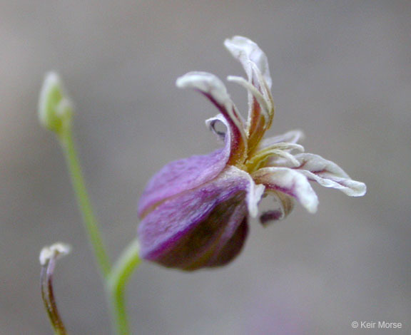 Imagem de Streptanthus tortuosus Kellogg