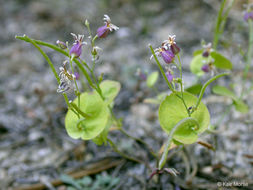 Imagem de Streptanthus tortuosus Kellogg